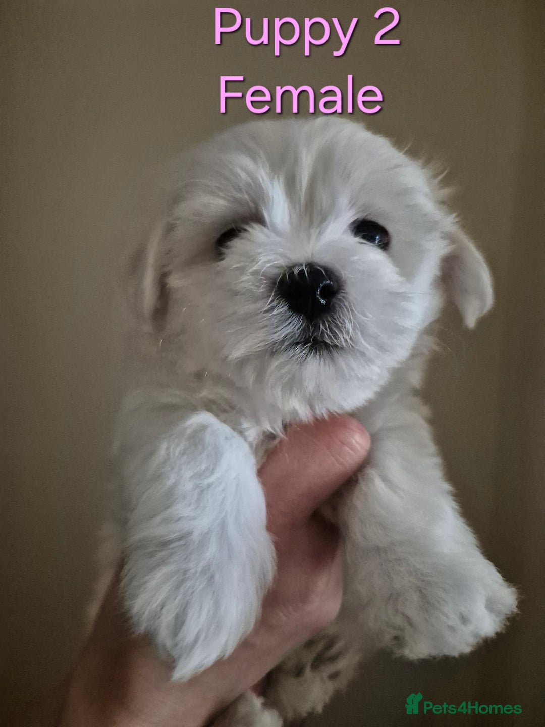 Maltese dogs for sale: Maltese Mini - Image 6