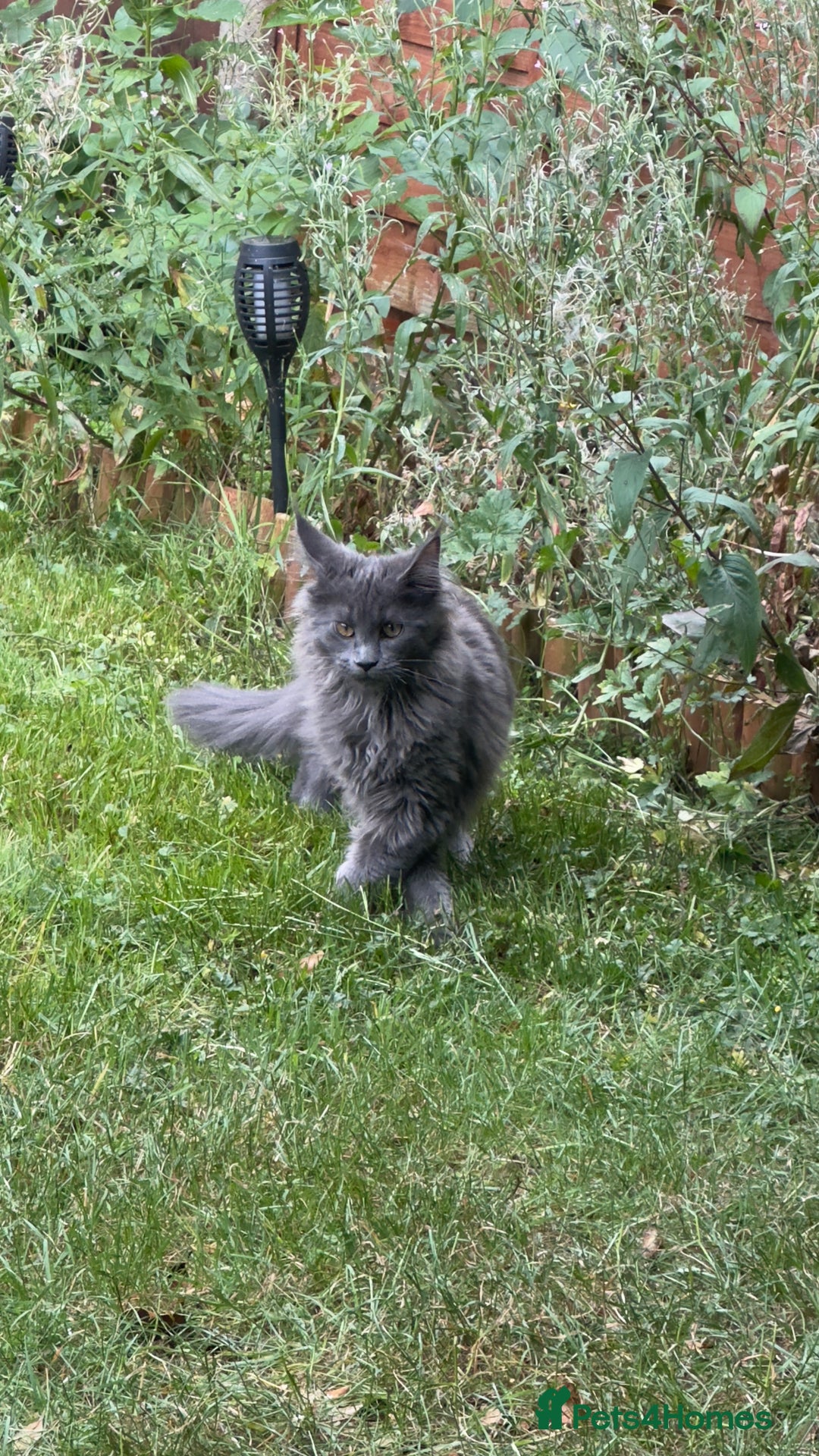 Maine Coon cats for sale: Stunning Maine Coon Kittens (Tica Registered)  in Colchester - Image 1