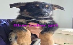 Mixed Breed dogs for sale: Ready to leave 3/8/25  in Great Yarmouth - Image 8