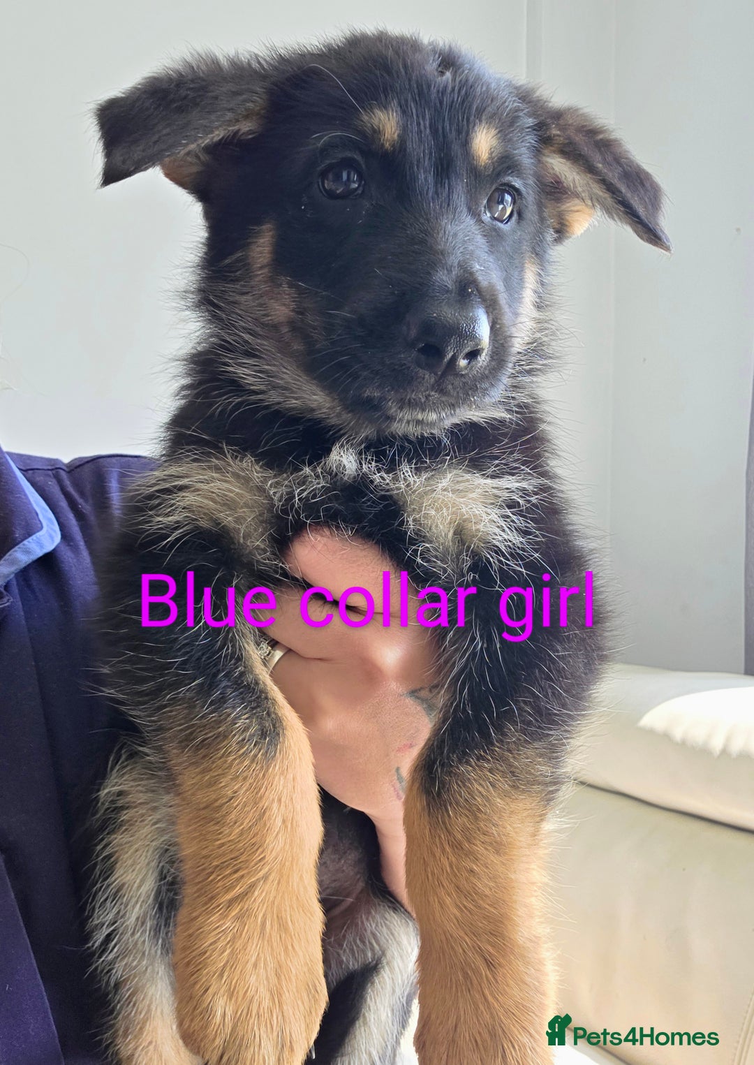 Mixed Breed dogs for sale: Ready to leave 3/8/25  in Great Yarmouth - Image 8