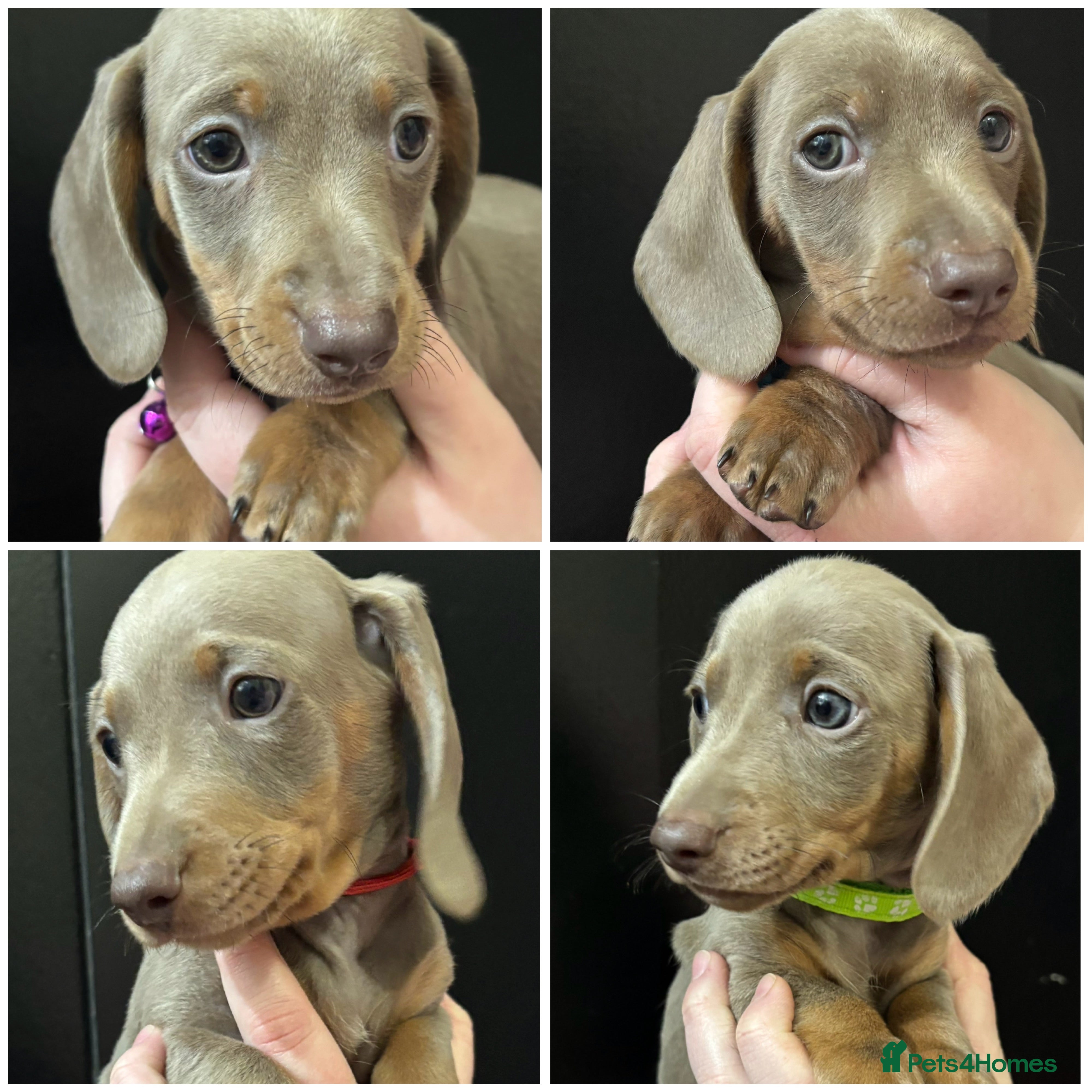 Miniature Dachshund dogs READY NOW! Isabella & tan miniature dachshunds 🏡 - Advert 15
