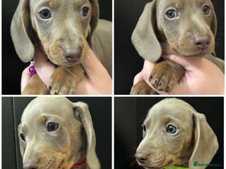Miniature Dachshund dogs READY NOW! Isabella & tan miniature dachshunds 🏡 - Advert 10