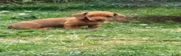 Miniature Dachshund dogs for sale: KC registered Miniature Smooth haired Dachshund  - Advert 16