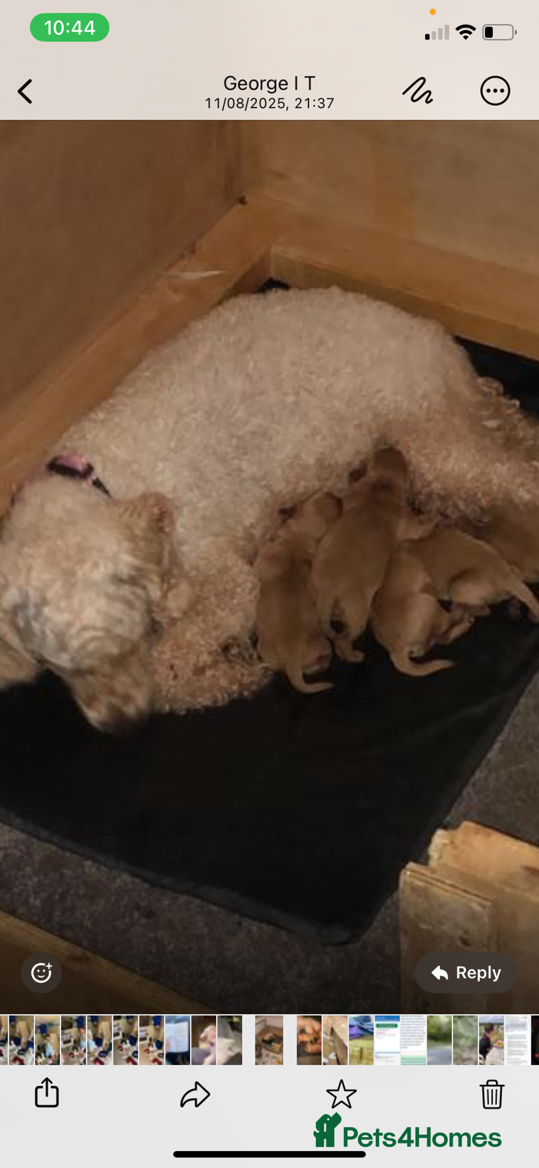Cavapoo dogs for sale: Outstanding F1 Apricot Cavapoo puppies  - Image 25