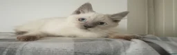 Ragdoll cats for sale: Pedigree Ragdoll kittens ready now  - Advert 3