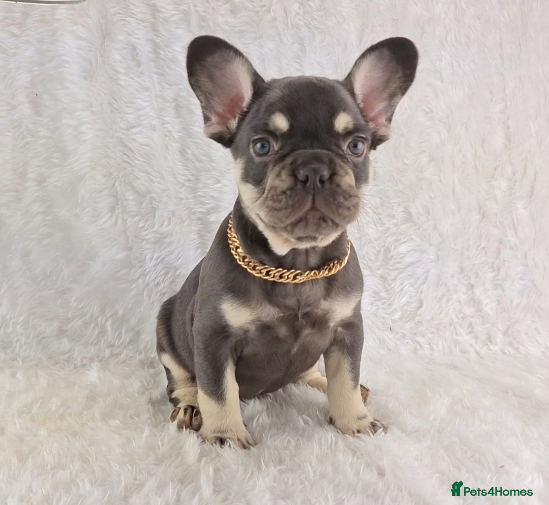French Bulldog dogs for sale: Stunning French Bulldog Puppies  - Image 4