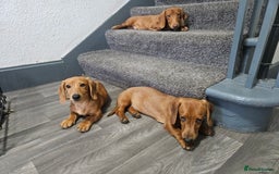 Miniature Dachshund dogs for sale: Miniture dachshund puppys  in Turriff - Image 1