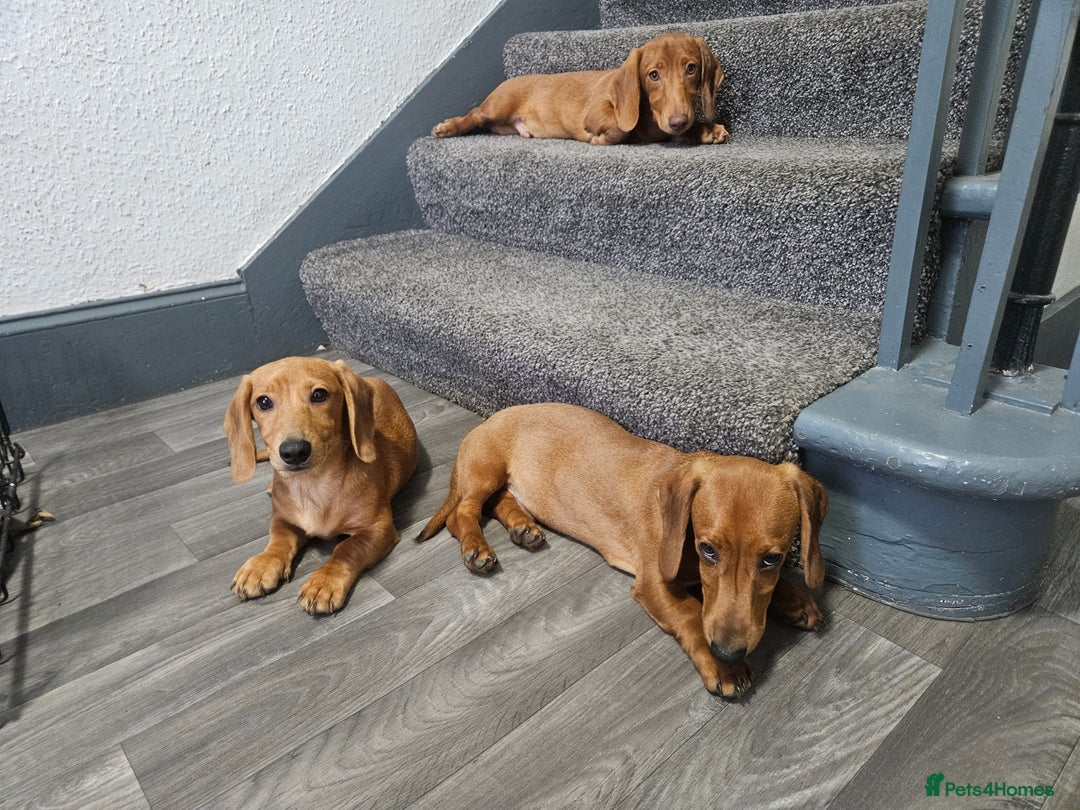 Miniature Dachshund dogs for sale: Miniture dachshund puppys  in Turriff - Image 1