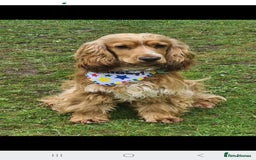 Cocker Spaniel dogs for sale: Show type Cocker Spaniels  - Image 6