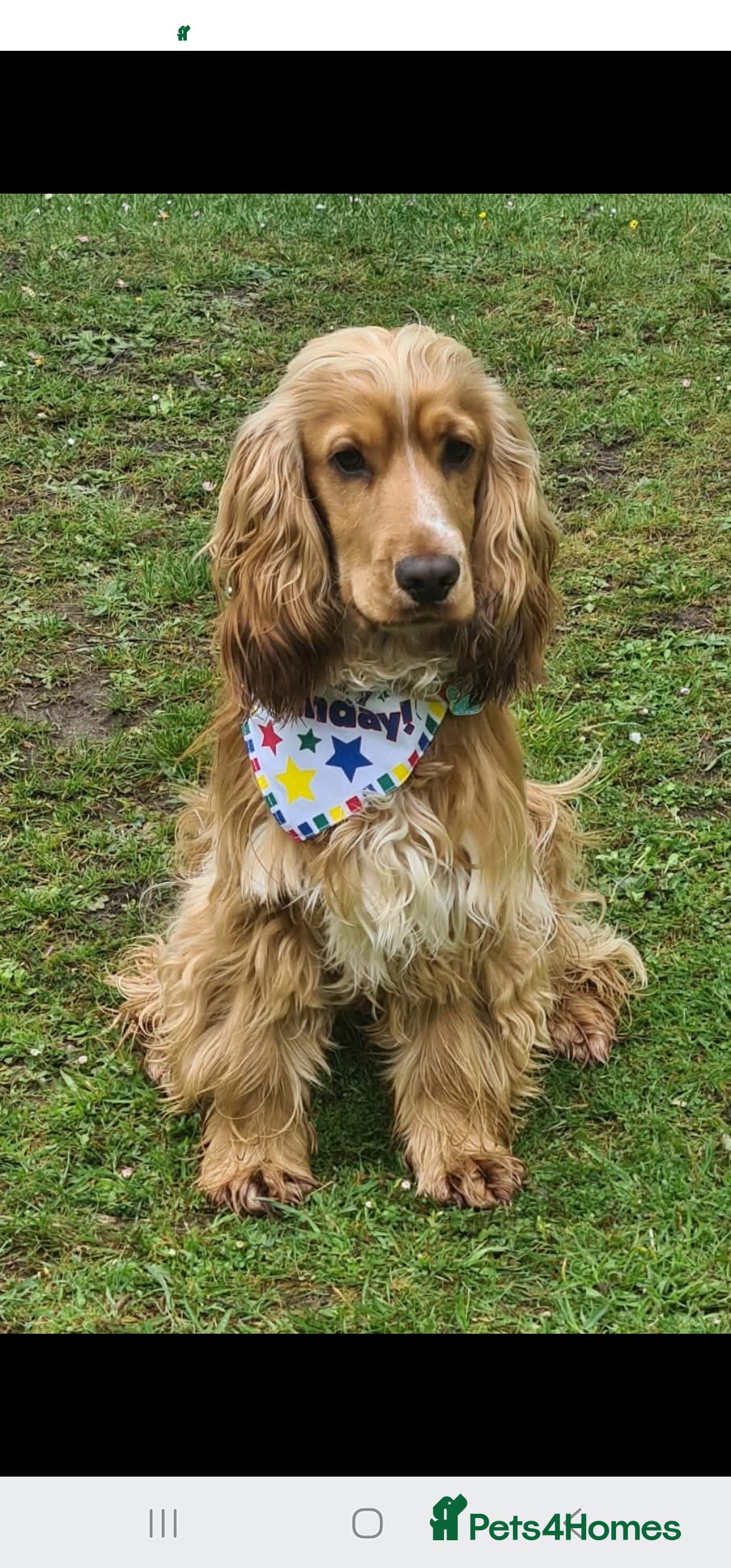 Cocker Spaniel dogs for sale: Show type Cocker Spaniels  - Image 6
