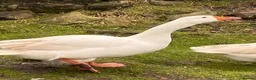Geese poultry for sale: 2 Embden geese (Breeding pair) - Advert 3