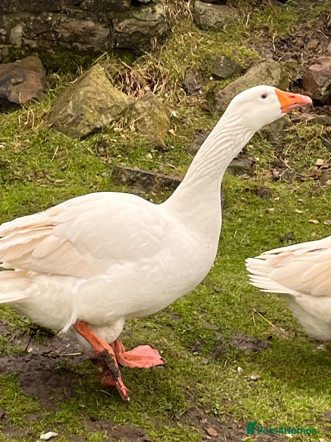 Geese poultry for sale: 2 Embden geese (Breeding pair) - Advert 3