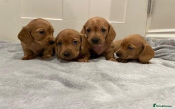 Miniature Dachshund dogs for sale: Beautiful miniature Dachshund puppies  - Image 9