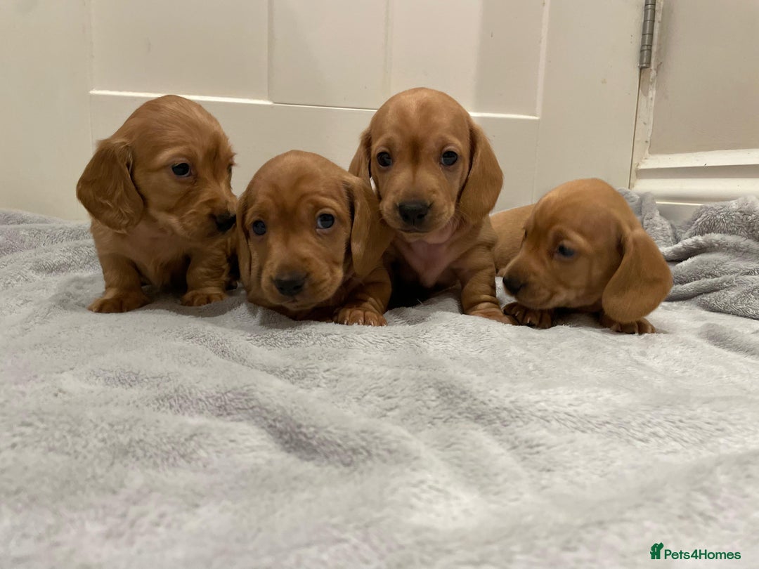 Miniature Dachshund dogs for sale: Beautiful miniature Dachshund puppies  - Image 9