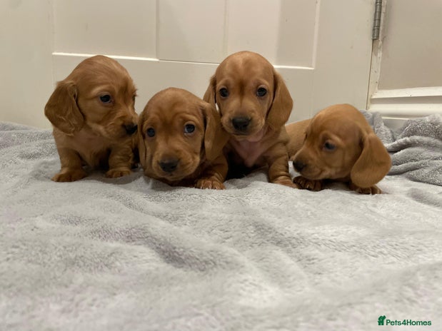 Miniature Dachshund dogs - Advert 3