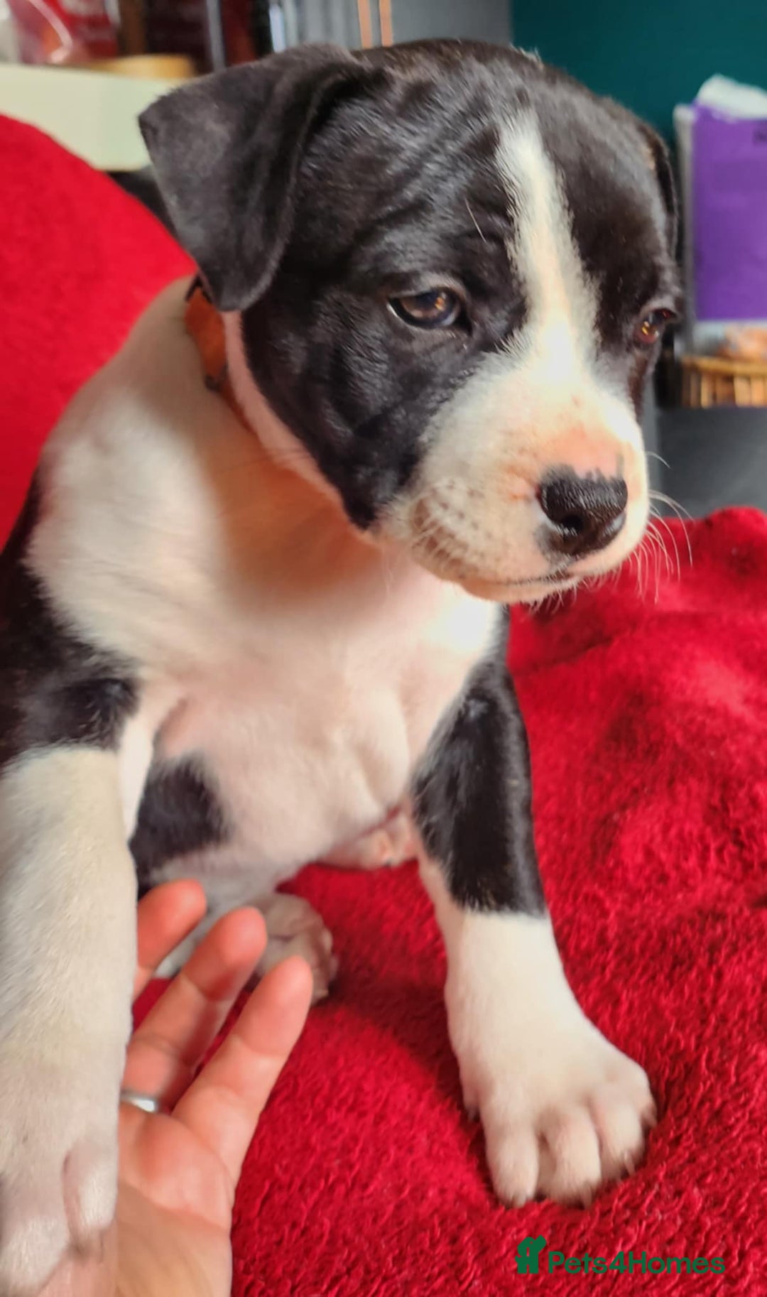 Staffordshire Bull Terrier dogs for stud: Proven Staffordshire Bull Terrier for Stud  - Image 36