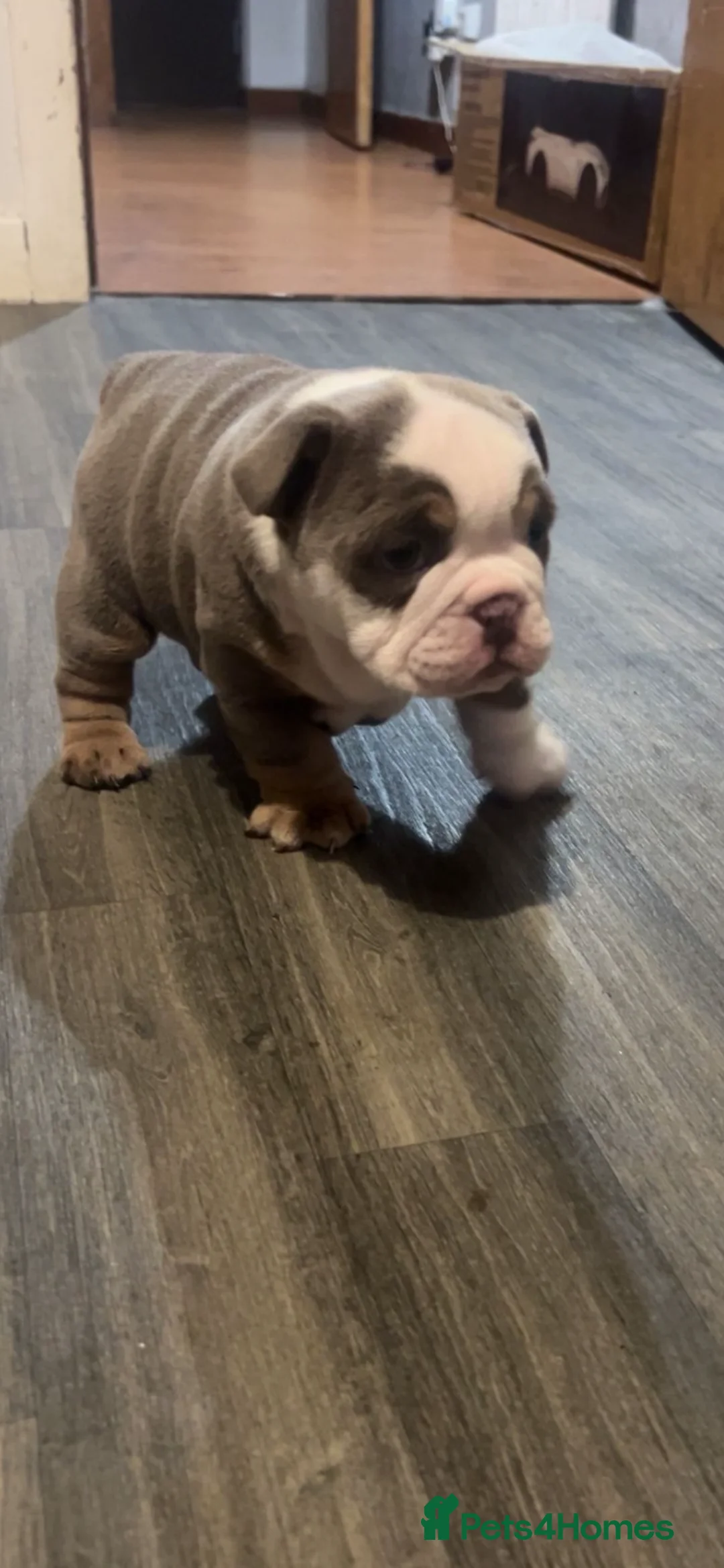 English Bulldog dogs for sale: Lovely chunky girl  - Advert 5