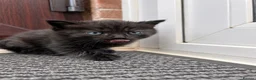 British Shorthair cats for sale: ✨ Beautiful BSH Kittens Available ✨ - Advert 5