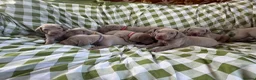 Weimaraner dogs for sale: Exceptional KC Registered Weimaraner Puppies in Abergavenny - Advert 2