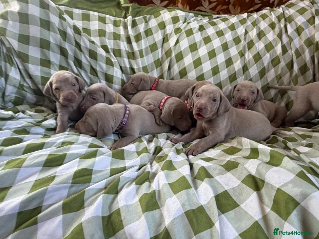 Weimaraner dogs for sale: Exceptional KC Registered Weimaraner Puppies in Abergavenny - Advert 2