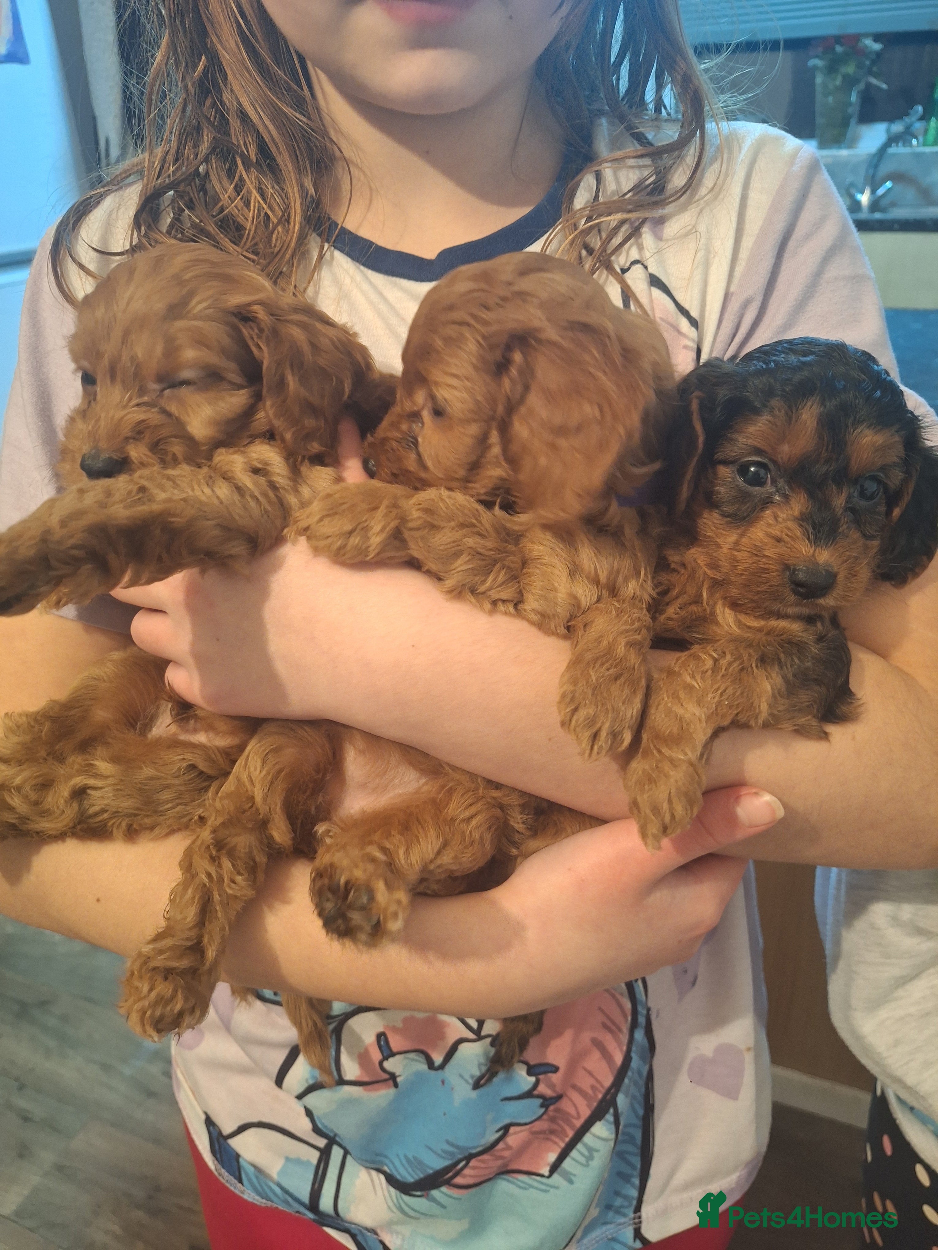 Cockapoo dogs Cockapoo puppies - Advert 1