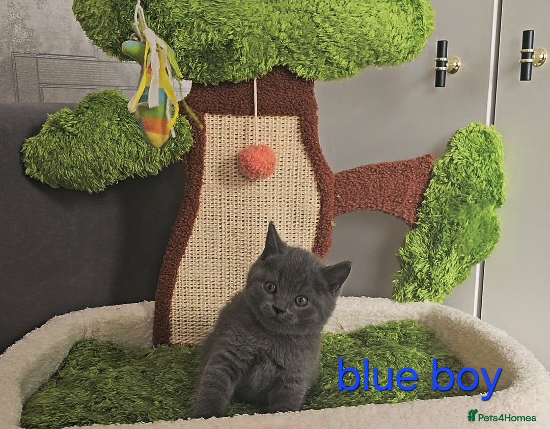 British Shorthair cats for sale: British Blue Shorthair kittens, GCCF pedigree - Image 10