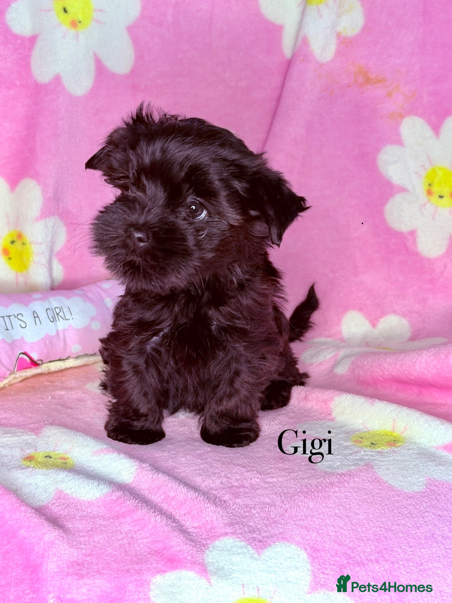 Yorkshire Terrier dogs Girls-Black Gorgeous Yorkshire Terrier-Ready 14.08 - Advert 5