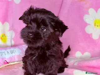 Yorkshire Terrier dogs Girls-Black Gorgeous Yorkshire Terrier-Ready 14.08 - Advert 5