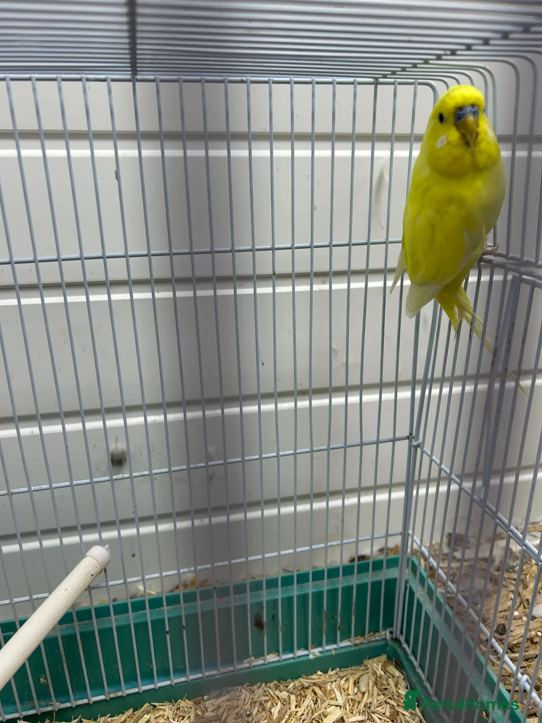 Budgerigars birds for sale: Yellow male budgie in Tipton - Advert 1