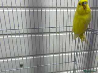 Budgerigars birds Yellow male budgie - Advert 1