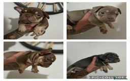 French Bulldog dogs for sale: Outstanding Frenchie’s!! Ready to go in 1 week - Image 15