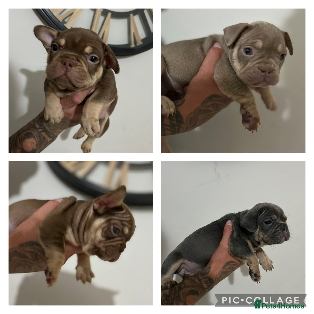 French Bulldog dogs for sale: Outstanding Frenchie’s!! Ready to go in 1 week - Image 15