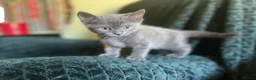 Mixed Breed cats for sale: Beautiful Kittens Looking for Their Forever Homes in Westcliff-on-Sea - Advert 7