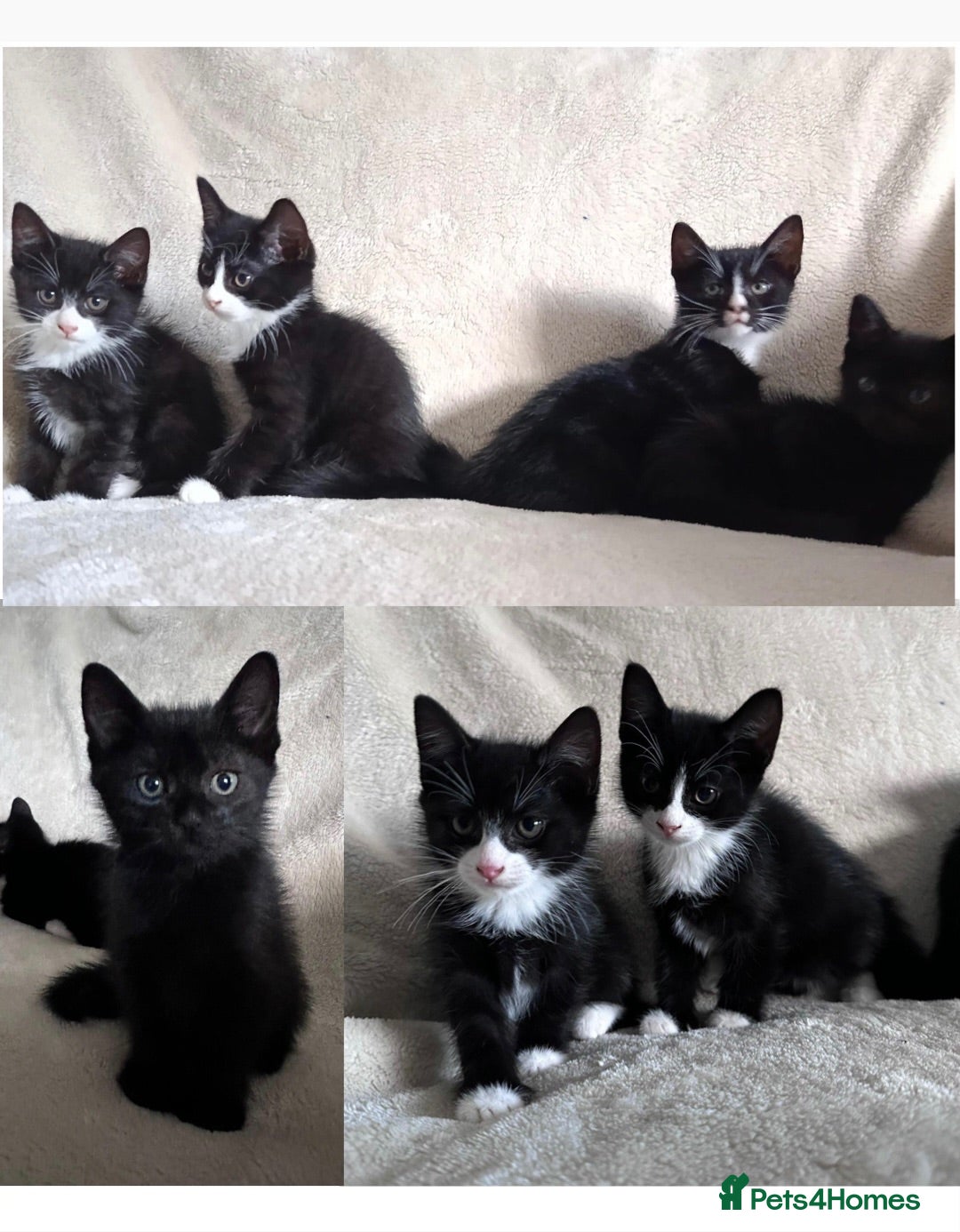 Mixed Breed cats Kittens - Advert 5