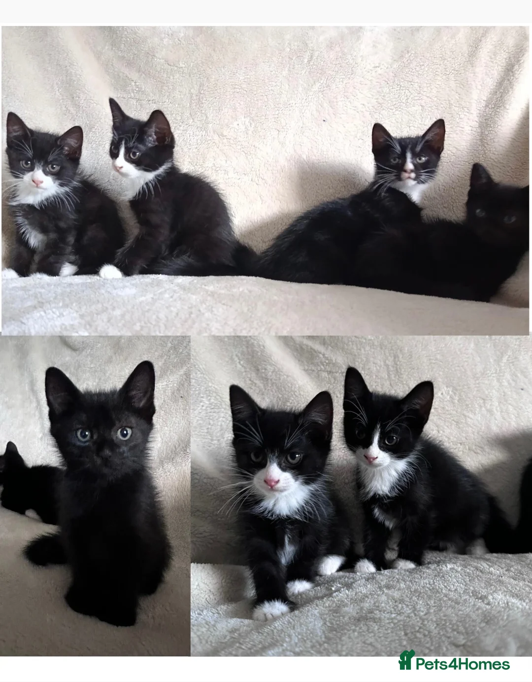 Mixed Breed cats for sale: Kittens - Advert 1