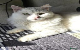 Mixed Breed cats for sale: Darling Dove  - Image 2