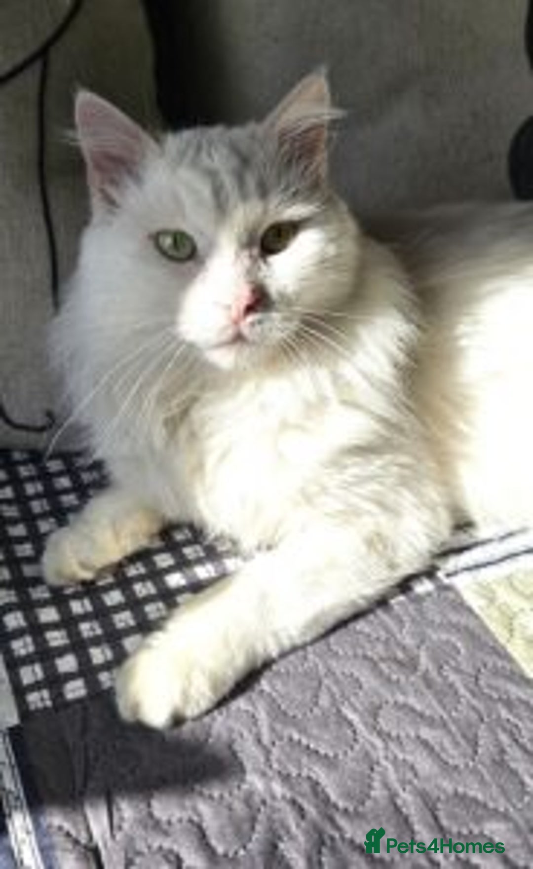 Mixed Breed cats for sale: Darling Dove  - Image 2