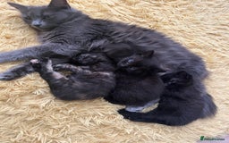 Mixed Breed cats for sale: Adorable friendly kittens - Image 4