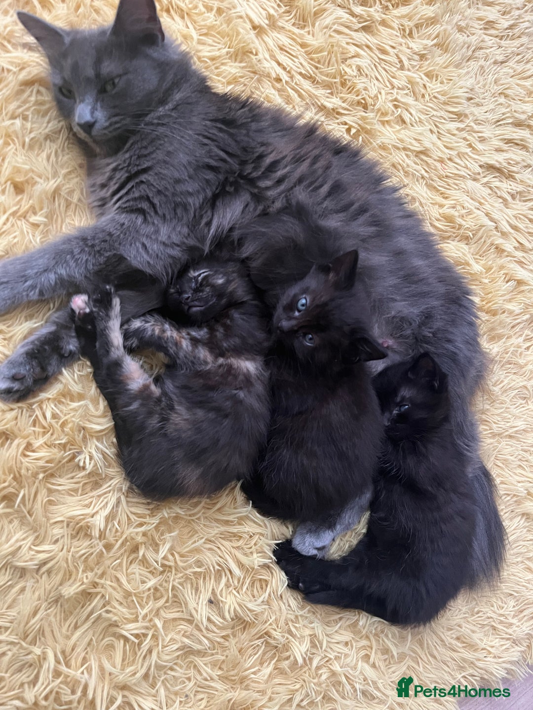 Mixed Breed cats for sale: Adorable friendly kittens - Image 4
