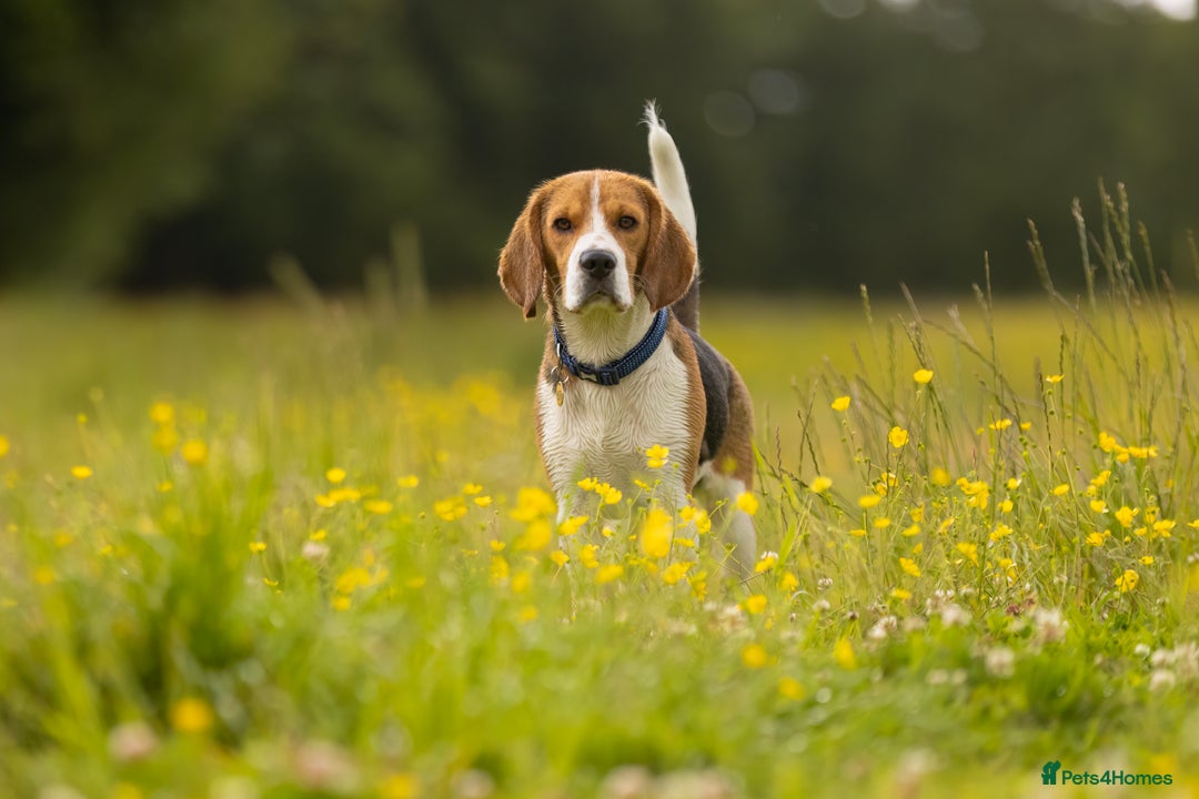 Beagle dogs for stud: Pedigree Beagle for Stud in Aldershot - Image 1