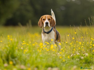 Beagle dogs in Aldershot - Advert 9