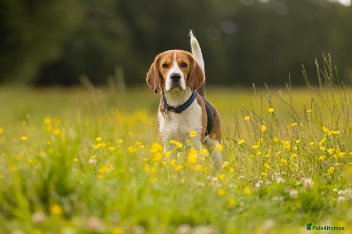 Beagle dogs in Aldershot - Advert 1