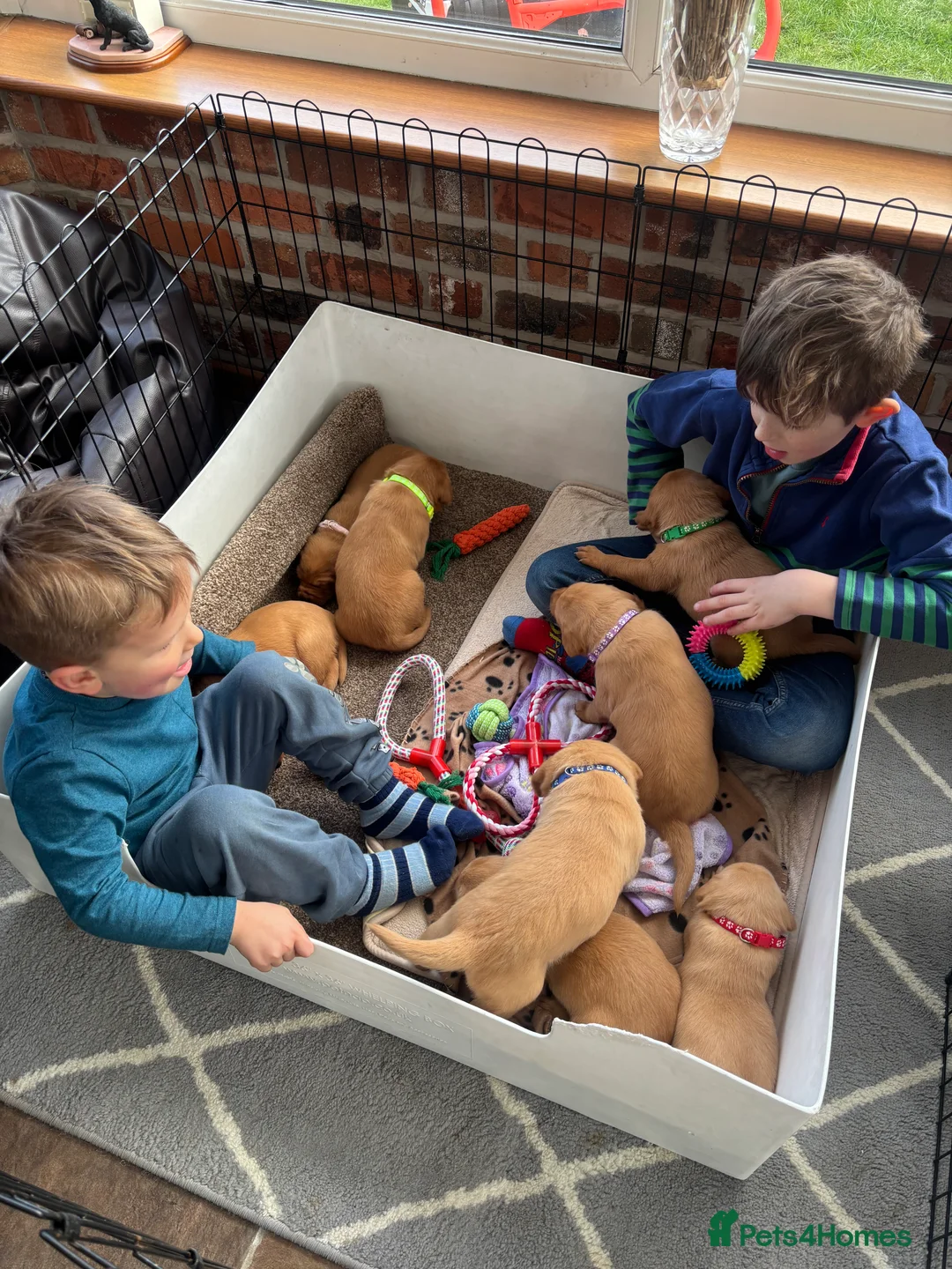 Labrador Retriever dogs for sale: Beautiful KC Fox Red Puppies - Advert 11