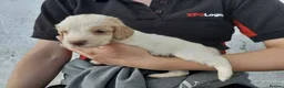 Cocker Spaniel dogs for sale: KC registered working Cocker Spaniel pups for sale - Advert 11