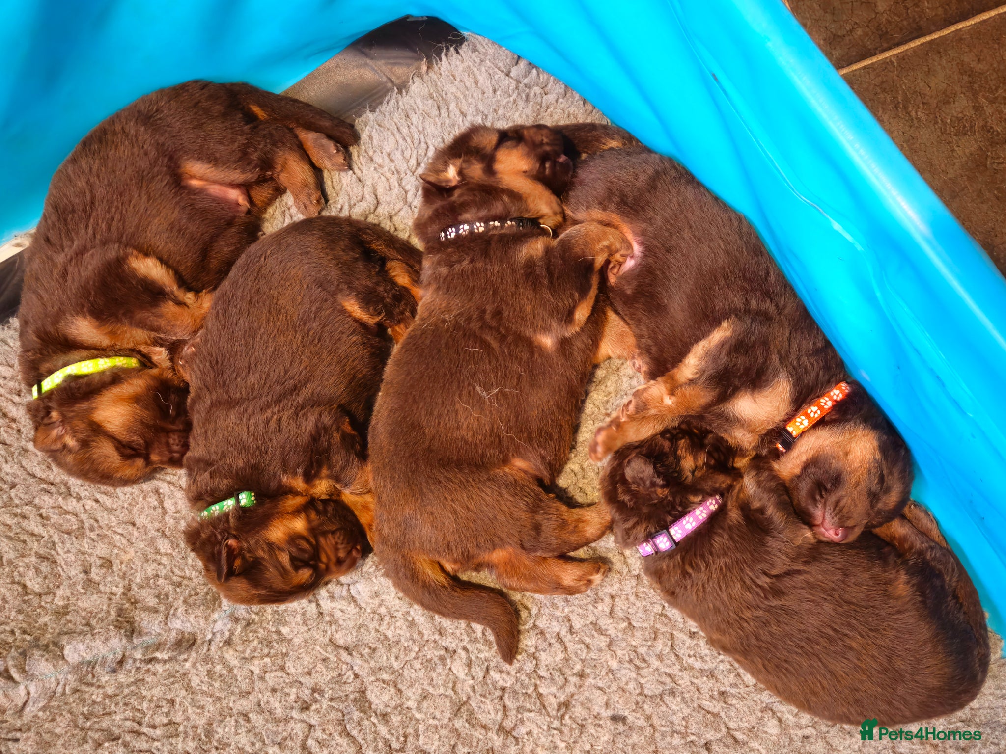 German Shepherd dogs Liver German Shepherd puppies  - Advert 1