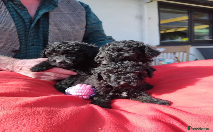 Poochon dogs - Advert 1