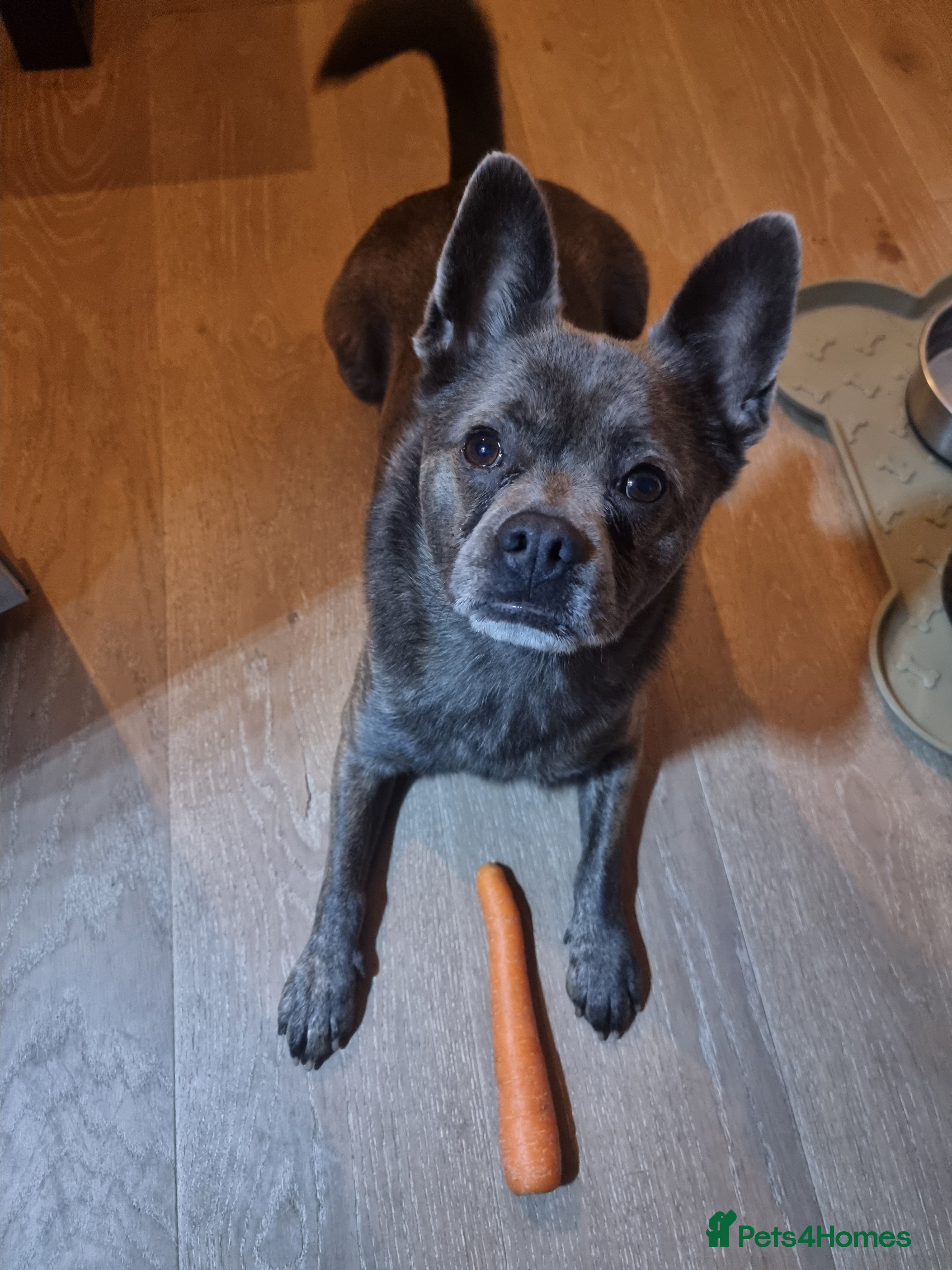 Mixed Breed dogs Ronnie  - Advert 3