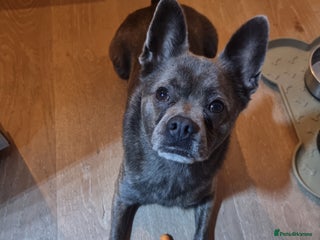 Mixed Breed dogs Ronnie - Advert 1