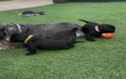 Miniature Schnauzer dogs for sale: Beautiful cheeky black female can leave 3aug - Image 6