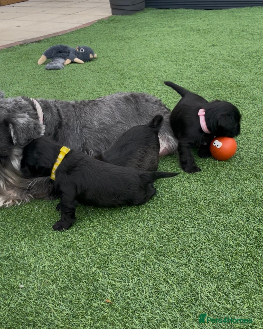 Miniature Schnauzer dogs for sale: Beautiful cheeky black female can leave 3aug - Image 6